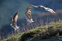 Gull (Yellow-legged) (Larus cachinnans) -  Goéland leucophée 11884