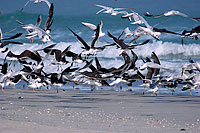 Sooty Gull (Larus hemprichii) - Goéland d'Hemprich (10699)