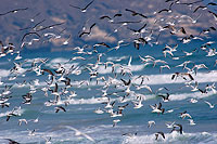 Sooty Gull (Larus hemprichii) - Goéland d'Hemprich (10701)