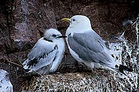 Kittiwake (Black-legged) (Rissa tridactyla) - Mouette tridactyle   1184?