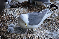 Kittiwake (Black-legged) (Rissa tridactyla) - Mouette tridactyle 11847 Kittiwake (Black-legged) (Rissa tridactyla) - Mouette tridactyle 11847