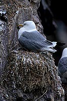 Kittiwake (Black-legged) (Rissa tridactyla) - Mouette tridactyle 11849 Kittiwake (Black-legged) (Rissa tridactyla) - Mouette tridactyle 11849