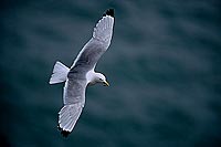 Kittiwake (Black-legged) (Rissa tridactyla) - Mouette tridactyle 11857