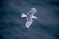 Kittiwake (Black-legged) (Rissa tridactyla) - Mouette tridactyle 11858 Kittiwake (Black-legged) (Rissa tridactyla) - Mouette tridactyle 11858