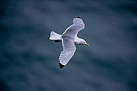 Kittiwake (Black-legged) (Rissa tridactyla) - Mouette tridactyle 11858