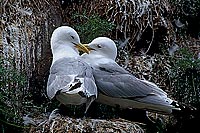 Kittiwake (Black-legged) (Rissa tridactyla) - Mouette tridactyle 11860