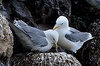 Kittiwake (Black-legged) (Rissa tridactyla) - Mouette tridactyle 11861