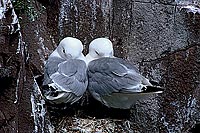 Kittiwake (Black-legged) (Rissa tridactyla) - Mouette tridactyle 11862 Kittiwake (Black-legged) (Rissa tridactyla) - Mouette tridactyle 11862