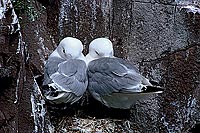 Kittiwake (Black-legged) (Rissa tridactyla) - Mouette tridactyle 11862