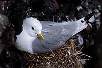 Kittiwake (Black-legged) (Rissa tridactyla) - Mouette tridactyle 11867