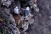 Kittiwake (Black-legged) (Rissa tridactyla) - Mouette tridactyle 11874 Kittiwake (Black-legged) (Rissa tridactyla) - Mouette tridactyle 11874