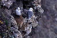 Kittiwake (Black-legged) (Rissa tridactyla) - Mouette tridactyle 11874