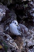 Kittiwake (Black-legged) (Rissa tridactyla) - Mouette tridactyle 11880 Kittiwake (Black-legged) (Rissa tridactyla) - Mouette tridactyle 11880