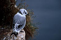 Kittiwake (Black-legged) (Rissa tridactyla) - Mouette tridactyle 11878