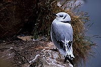 Kittiwake (Black-legged) (Rissa tridactyla) - Mouette tridactyle 11879 Kittiwake (Black-legged) (Rissa tridactyla) - Mouette tridactyle 11879