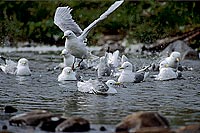 Kittiwake (Black-legged) (Rissa tridactyla) - Mouette tridactyle 11881