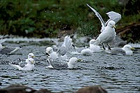 Kittiwake (Black-legged) (Rissa tridactyla) - Mouette tridactyle 11882 Kittiwake (Black-legged) (Rissa tridactyla) - Mouette tridactyle 11882
