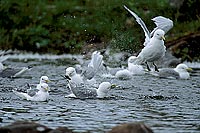 Kittiwake (Black-legged) (Rissa tridactyla) - Mouette tridactyle 11882