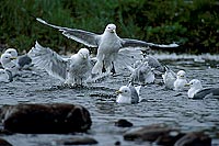Kittiwake (Black-legged) (Rissa tridactyla) - Mouette tridactyle 11883 Kittiwake (Black-legged) (Rissa tridactyla) - Mouette tridactyle 11883