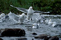 Kittiwake (Black-legged) (Rissa tridactyla) - Mouette tridactyle 11883