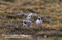 Arctic Tern (Sterna paradisea) - Sterne arctique - 17957