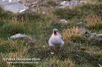 Arctic Tern (Sterna paradisea) - Sterne arctique - 17958