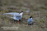 Arctic Tern (Sterna paradisea) - Sterne arctique - 17961 Arctic Tern (Sterna paradisea) - Sterne arctique - 17961