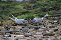 Arctic Tern (Sterna paradisea) - Sterne arctique - 17962