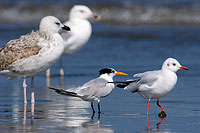 Lesser Crested Tern (Sterna bengalensis) - Sterne voyageuse 10834 Lesser Crested Tern (Sterna bengalensis) - Sterne voyageuse 10834