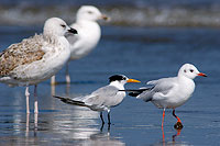 Lesser Crested Tern (Sterna bengalensis) - Sterne voyageuse 10834