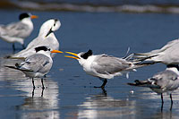 Lesser Crested Tern (Sterna bengalensis) - Sterne voyageuse 10835