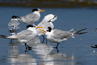 Lesser Crested Tern (Sterna bengalensis) - Sterne voyageuse 10836 Lesser Crested Tern (Sterna bengalensis) - Sterne voyageuse 10836