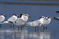 Lesser Crested Tern (Sterna bengalensis) - Sterne voyageuse 10838