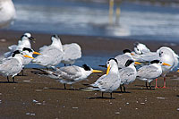 Lesser Crested Tern (Sterna bengalensis) - Sterne voyageuse 10839