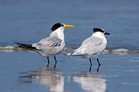 Lesser Crested Tern (Sterna bengalensis) - Sterne voyageuse 10840