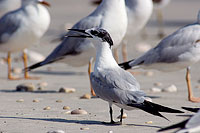 Sandwich Tern (Sterna sandvicensis) - Sterne caugek  10842