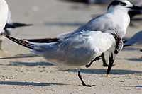 Sandwich Tern (Sterna sandvicensis) - Sterne caugek  10843