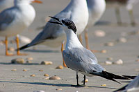 Sandwich Tern (Sterna sandvicensis) - Sterne caugek  10848