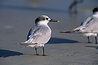 Sandwich Tern (Sterna sandvicensis) - Sterne caugek  11159