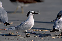 Sandwich Tern (Sterna sandvicensis) - Sterne caugek  11162