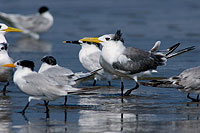 Swift Tern (Sterna bergii) - Sterne huppée 10847