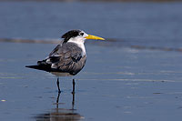 Swift Tern (Sterna bergii) - Sterne huppée 10848