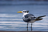 Swift Tern (Sterna bergii) - Sterne huppée 10849