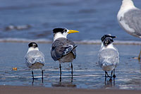 Swift Tern (Sterna bergii) - Sterne huppée 10850