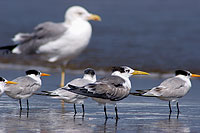 Swift Tern (Sterna bergii) - Sterne huppée 10851