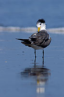 Swift Tern (Sterna bergii) - Sterne huppée 10852