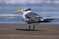 Swift Tern (Sterna bergii) - Sterne huppée 10854