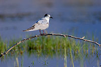 Whiskered Tern (Chlidonias hybridus) - Guifette moustac 10856