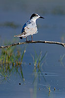 Whiskered Tern (Chlidonias hybridus) - Guifette moustac 10858