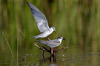 Whiskered Tern (Chlidonias hybridus) - Guifette moustac 10859